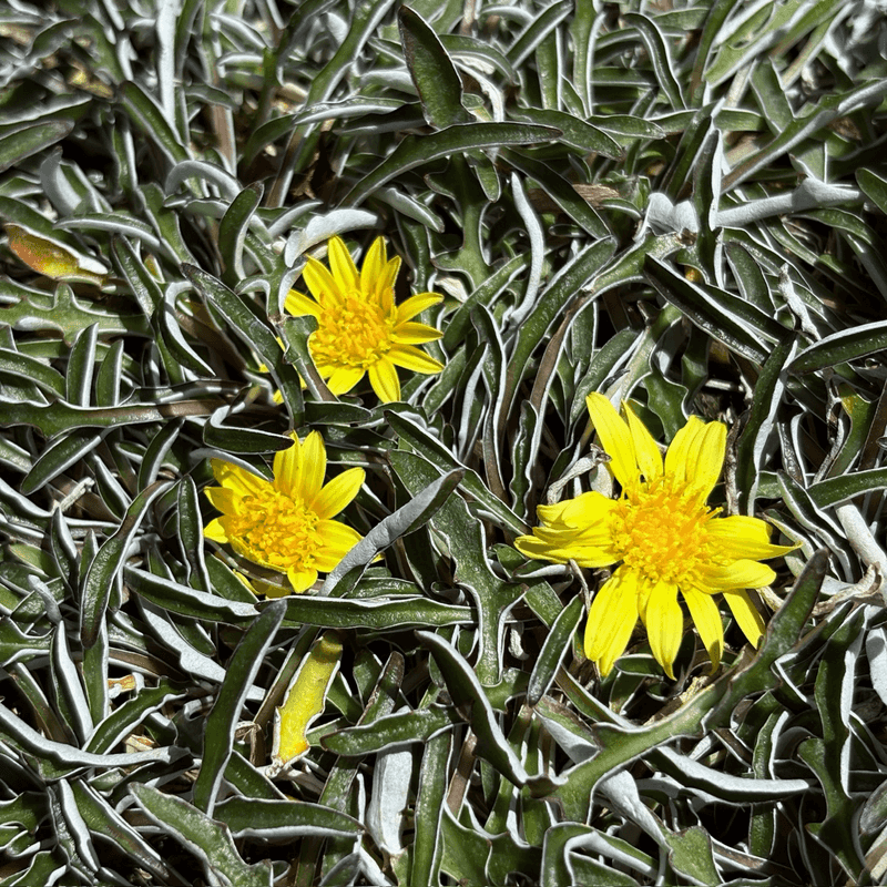 Silver Carpet Spreads Tight Across Dry Ground Silver Carpet Spreads Tight Across Dry Ground