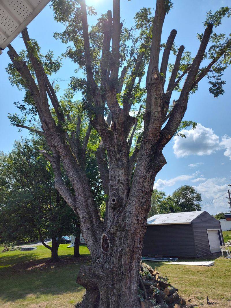 Silver Maple Silver Maple