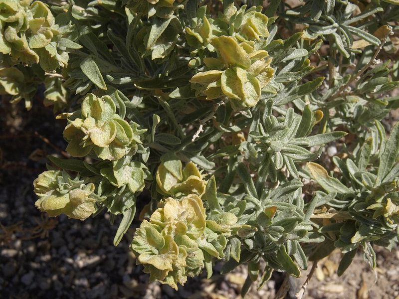 Silvery Foliage Adds Color Throughout The Yard