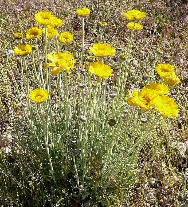Silvery Leaves Handle Desert Conditions Well