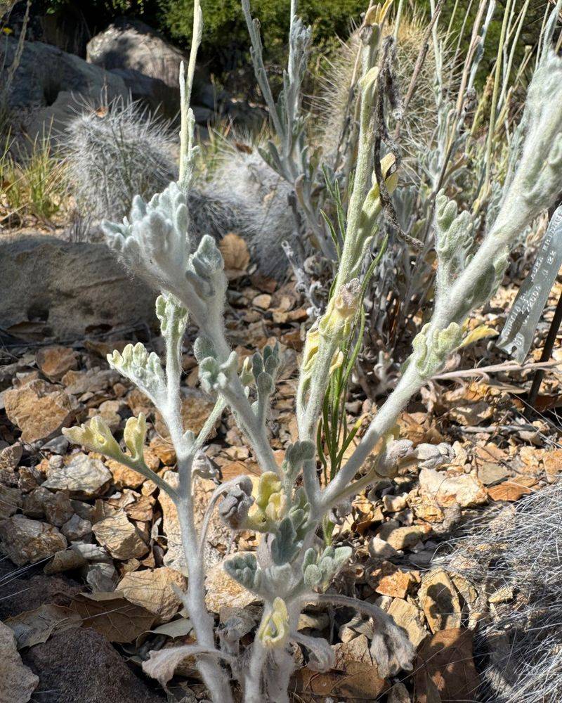 Silvery Leaves Help It Cope With Desert Conditions Silvery Leaves Help It Cope With Desert Conditions