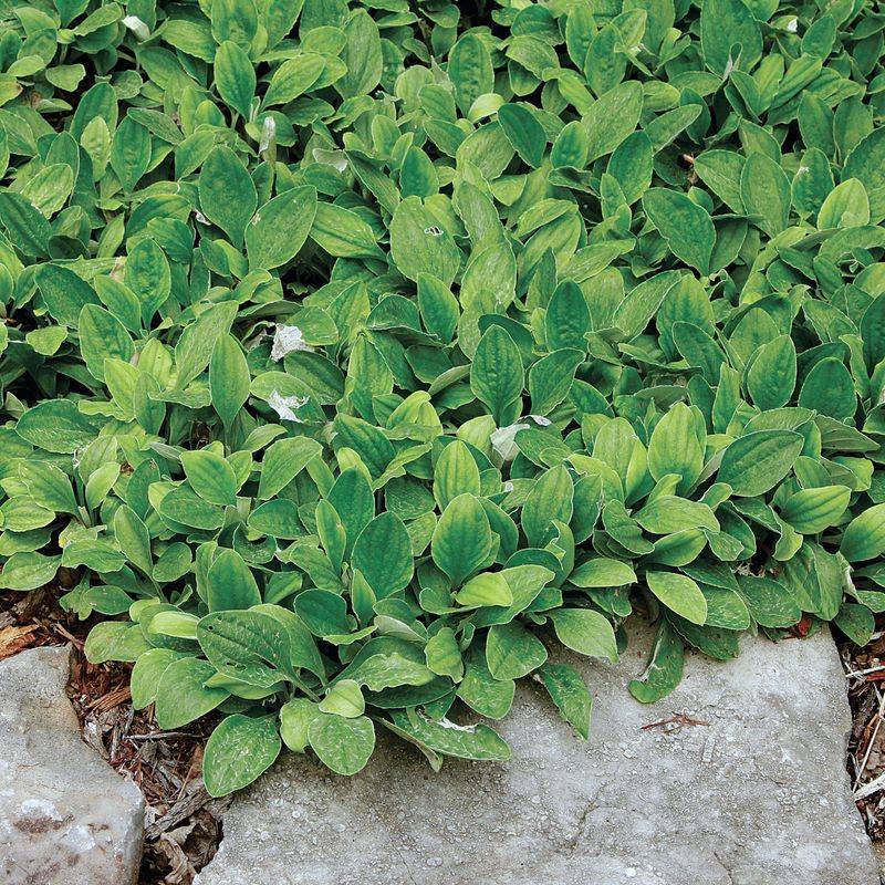 Silvery Leaves Stay Interesting After Spring Flowers Fade Silvery Leaves Stay Interesting After Spring Flowers Fade