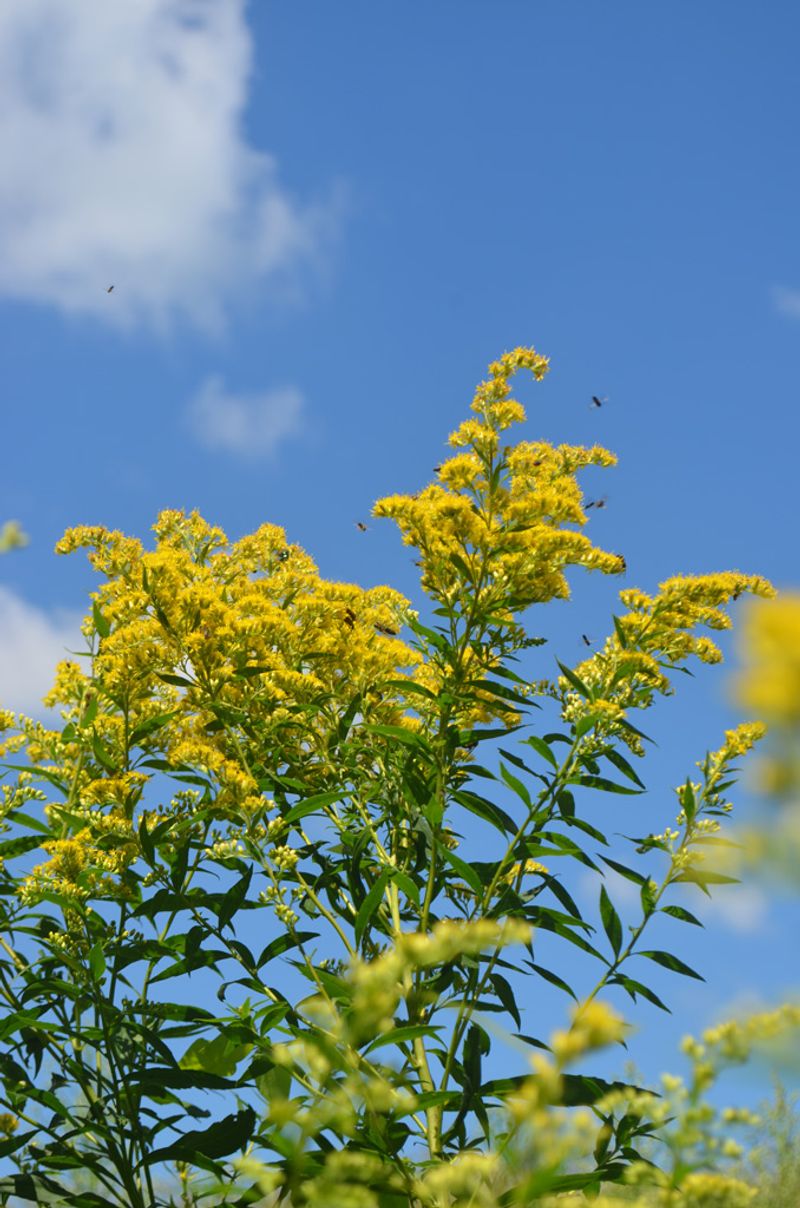 Similar Goldenrod Species Can Make Identification Tricky