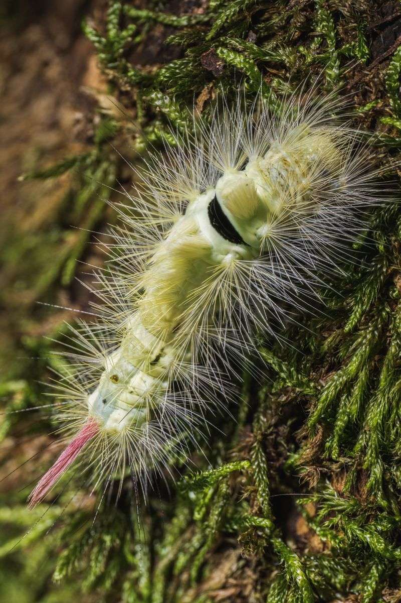 Similar-Looking Caterpillars Cause Confusion