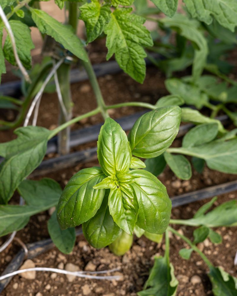 Similar Water Needs Make Irrigation Easier Similar Water Needs Make Irrigation Easier