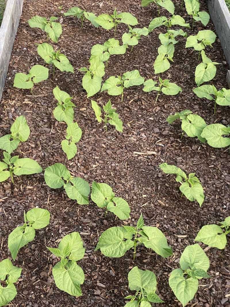 Simple Adjustments That Keep Moisture Where Beans Need It Simple Adjustments That Keep Moisture Where Beans Need It