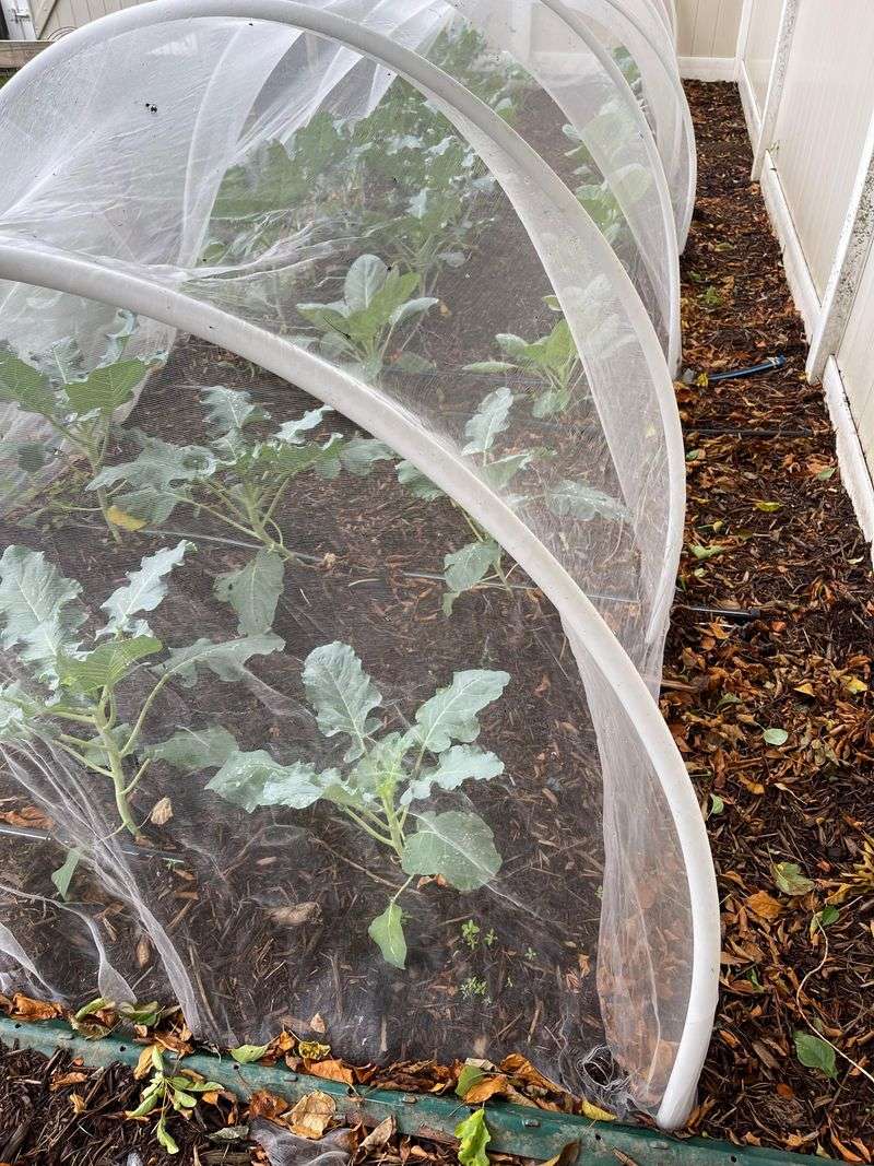 Simple Adjustments That Protect Both Mulch And Birds