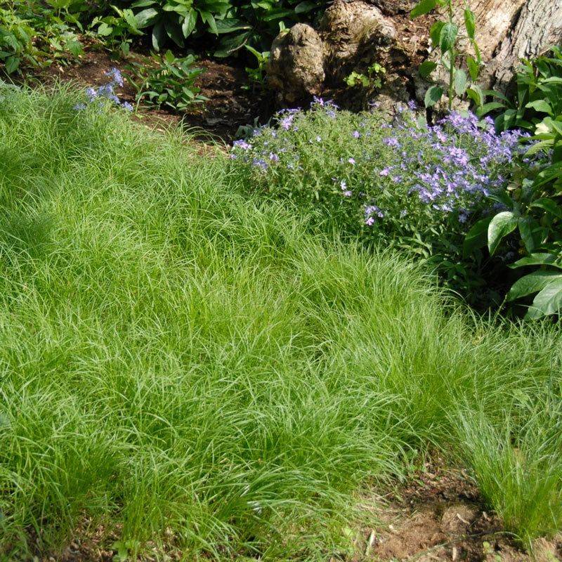 Simple Care Helps Pennsylvania Sedge Settle Into Michigan Gardens