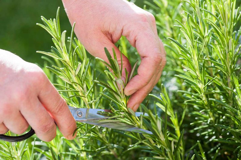 Simple Care Keeps Rosemary Looking Good After Monsoon Season