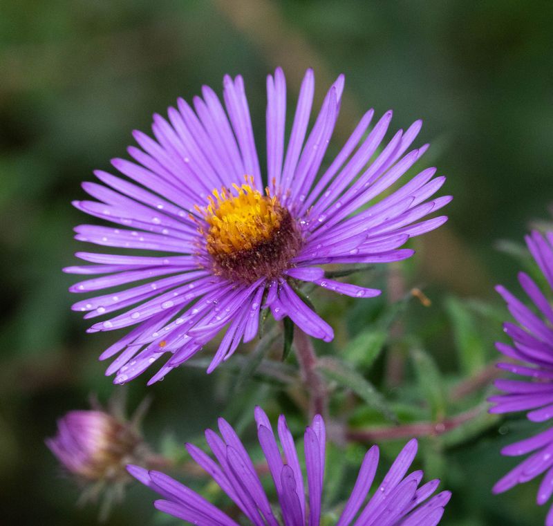 Simple Care Tips To Keep It Thriving