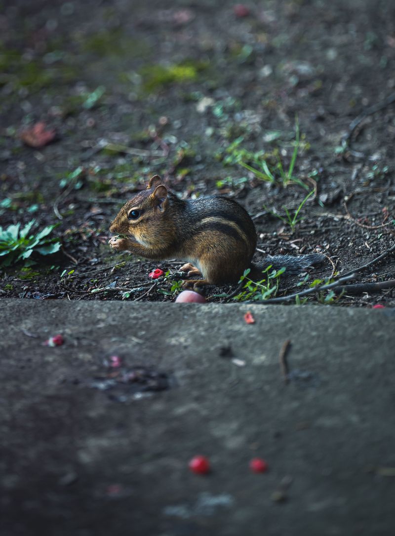 Simple Changes To Make Your Yard Less Appealing To Chipmunks Simple Changes To Make Your Yard Less Appealing To Chipmunks