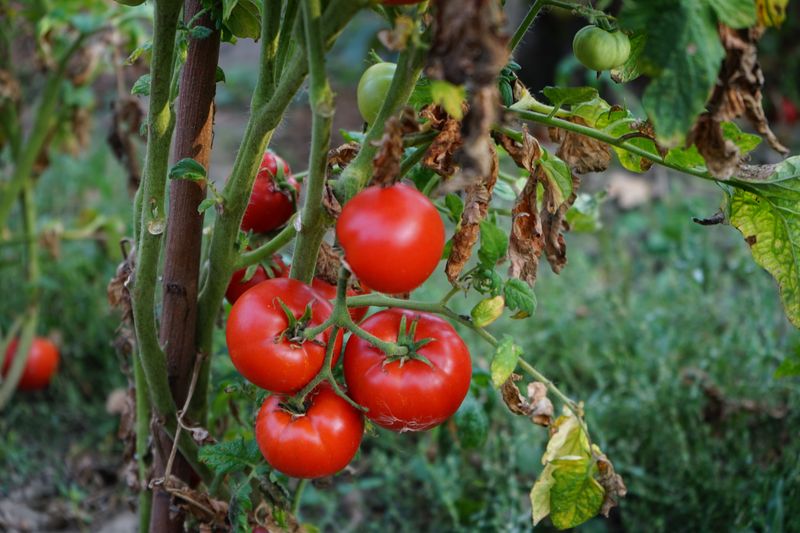 Simple Fixes To Get Your Tomatoes Fruiting Again