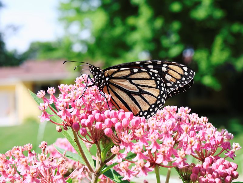 Simple Fixes To Make Your Garden Butterfly-Friendly