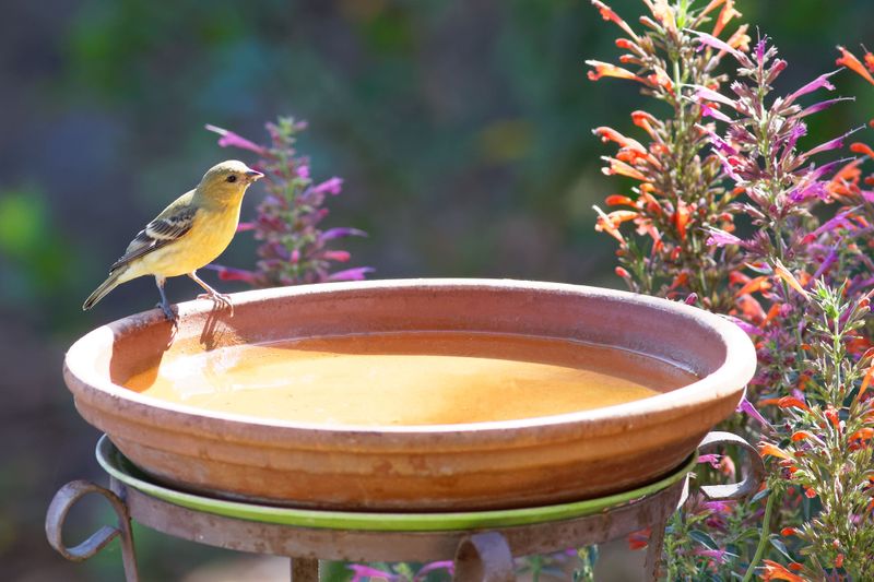 Simple Habitat Tweaks That Attract Even More Birds Simple Habitat Tweaks That Attract Even More Birds