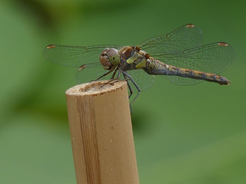 Simple Habits That Keep Dragonflies Coming Back Simple Habits That Keep Dragonflies Coming Back