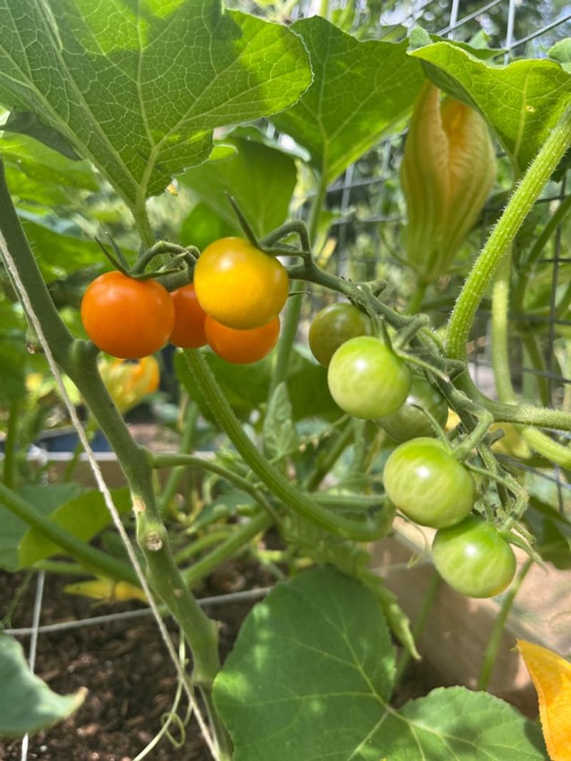 Simple Sprays That Protect Plants Without Harsh Chemicals
