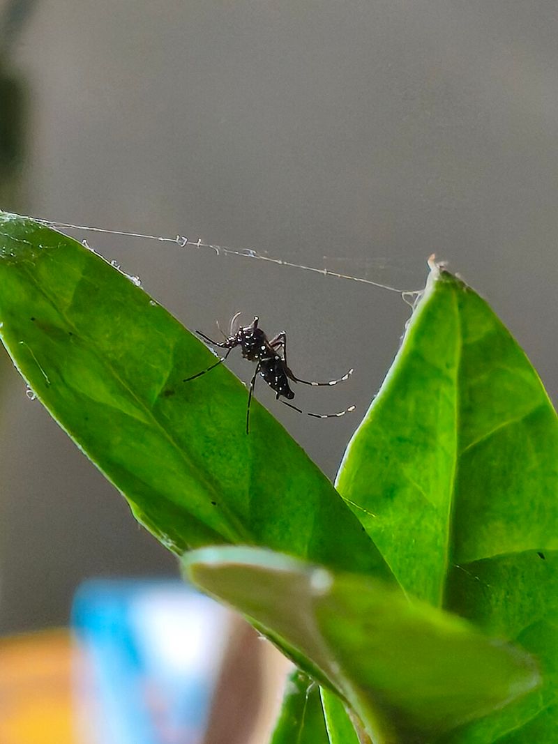 Simple Steps To Reduce Breeding Sites At Home Simple Steps To Reduce Breeding Sites At Home