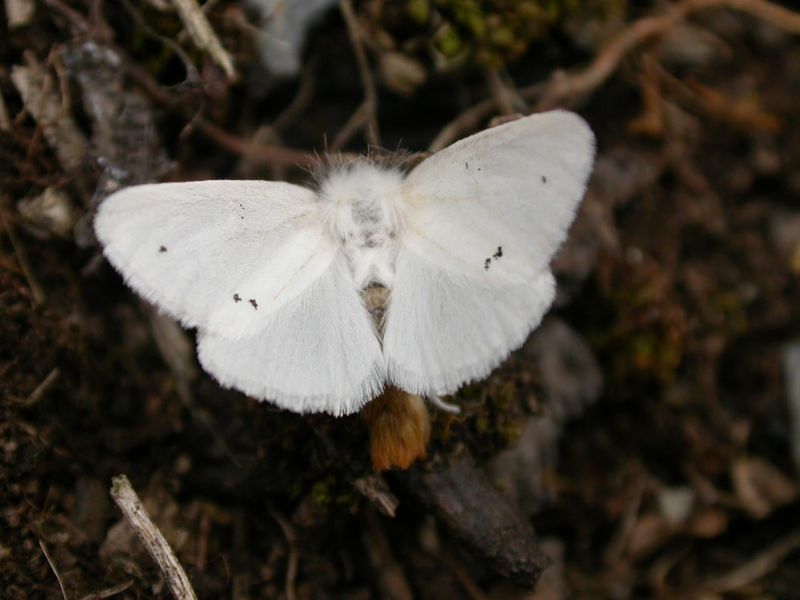Simple Steps To Reduce Moths On Your Property Simple Steps To Reduce Moths On Your Property