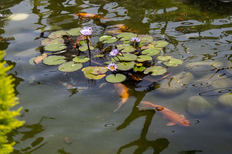 Simple Steps To Set Up Your Micropond Simple Steps To Set Up Your Micropond