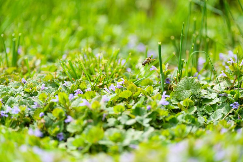 Simple Steps To Start Rewilding Your Yard