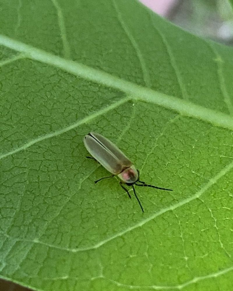 Simple Ways To Bring Fireflies Back To Your Yard Simple Ways To Bring Fireflies Back To Your Yard