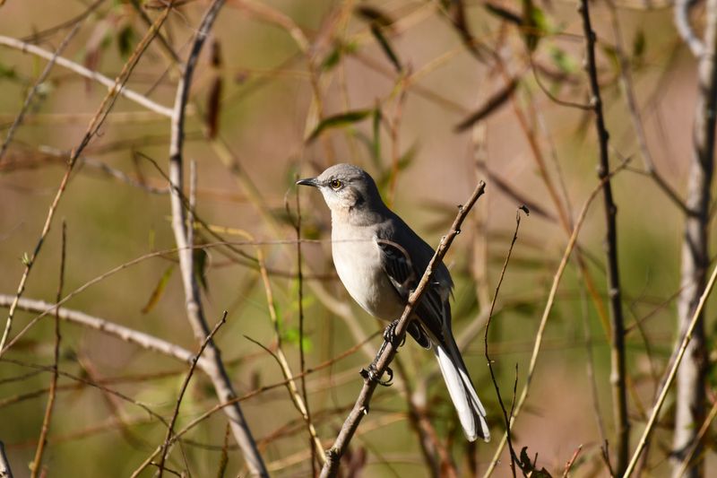 Simple Ways To Coexist With A Territorial Mockingbird