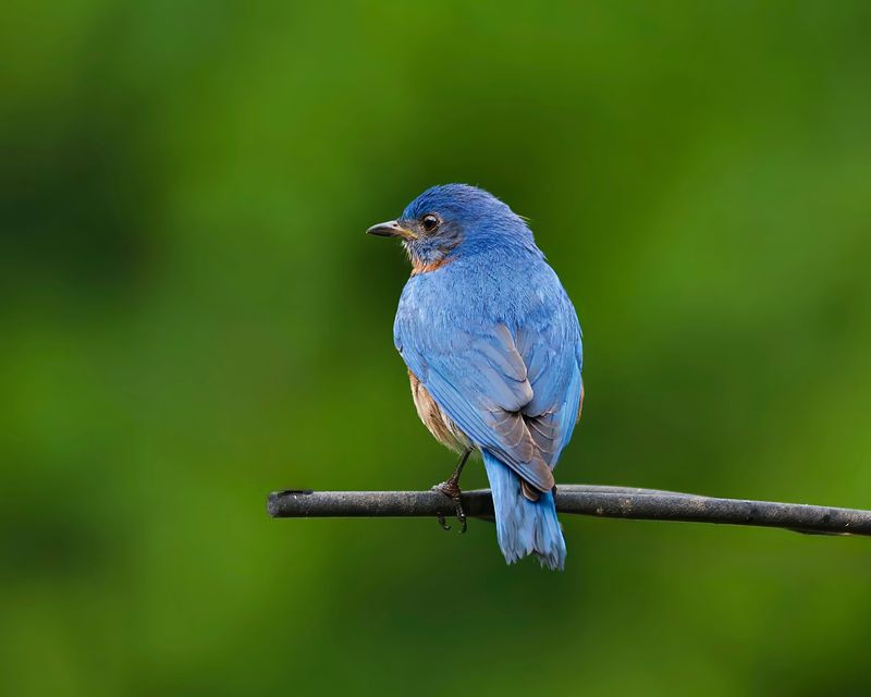 Simple Ways To Encourage Bluebirds To Stay
