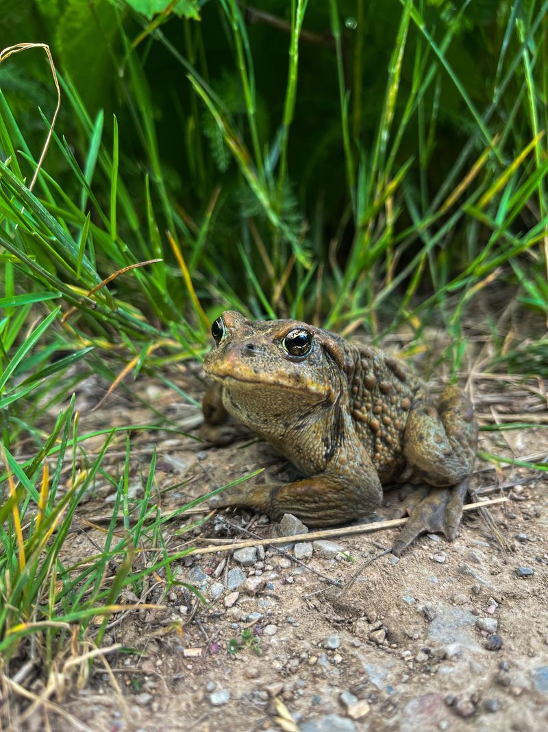 Simple Ways To Keep A Toad Habitat Safe Simple Ways To Keep A Toad Habitat Safe