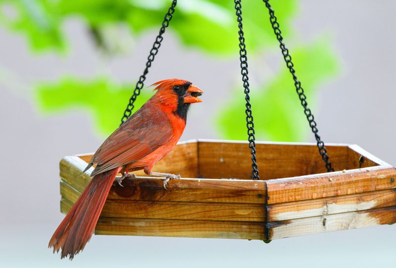 Simple Ways To Keep Cardinals Coming Back Simple Ways To Keep Cardinals Coming Back