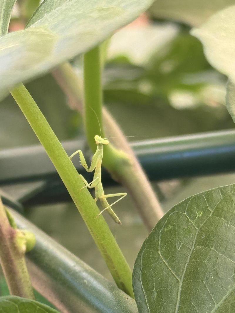 Simple Ways To Keep Mantises Around Simple Ways To Keep Mantises Around
