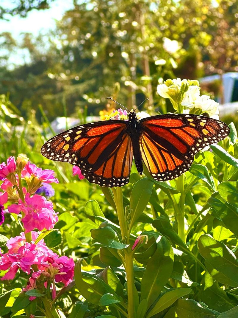 Simple Ways To Make A Yard More Butterfly Friendly Simple Ways To Make A Yard More Butterfly Friendly