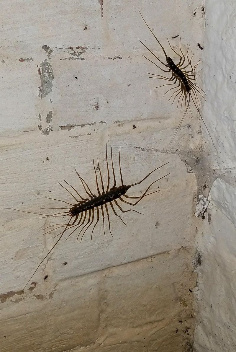 Simple Ways To Reduce Centipedes Near Your Patio