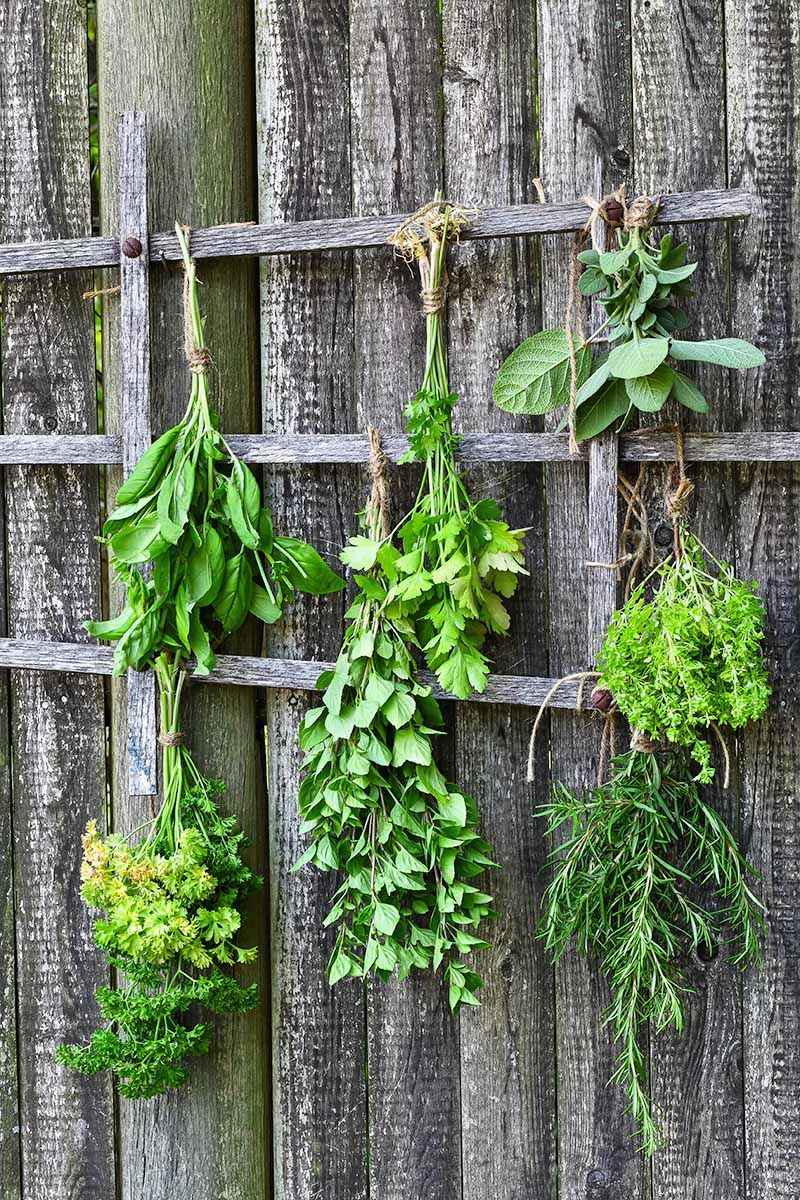Simple Ways To Store Your August Herb Harvest Simple Ways To Store Your August Herb Harvest