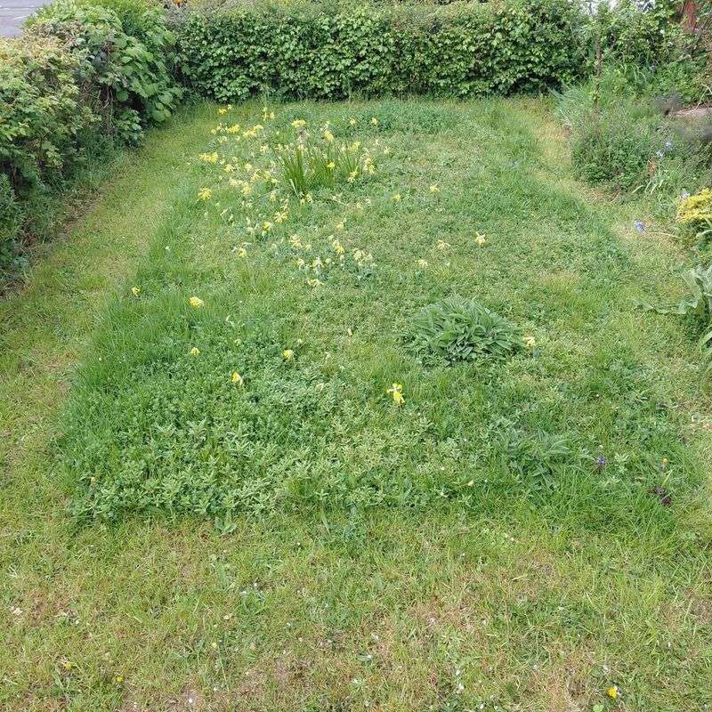 Simple Ways To Try This In Your Own Lawn Simple Ways To Try This In Your Own Lawn