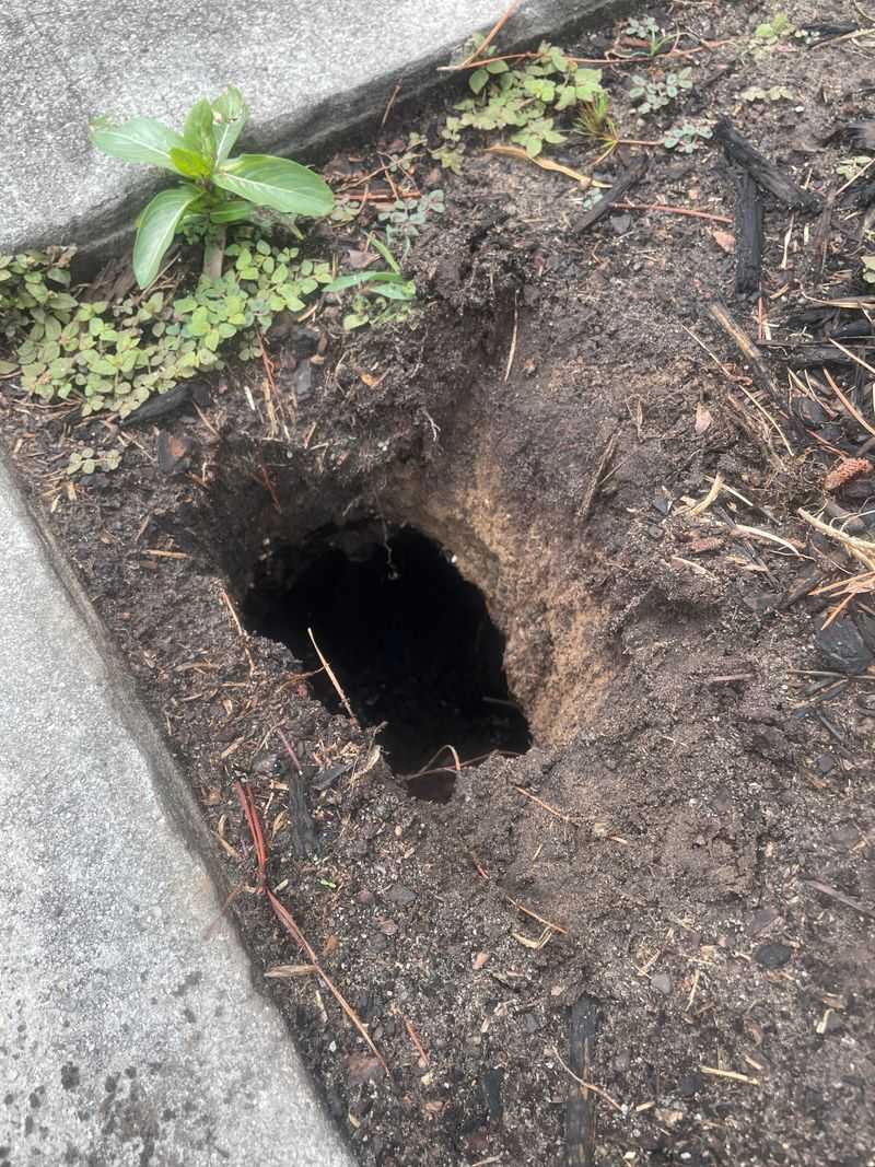 Sinkholes Disrupt Consistent Moisture Across Garden Beds Sinkholes Disrupt Consistent Moisture Across Garden Beds