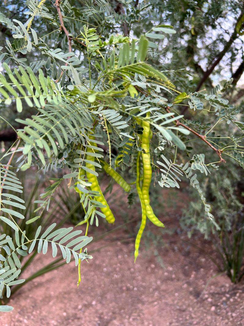 Site Velvet Mesquite Away From Walkways Site Velvet Mesquite Away From Walkways