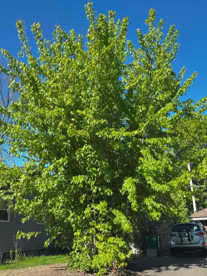 Size And Growth Habit Compared To Japanese Maple Size And Growth Habit Compared To Japanese Maple