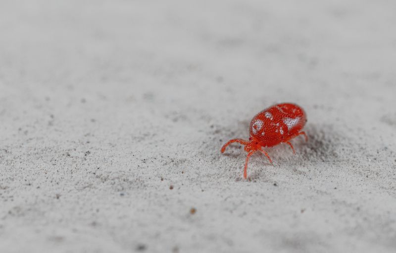 Size Makes Chiggers Nearly Invisible To The Eye Size Makes Chiggers Nearly Invisible To The Eye