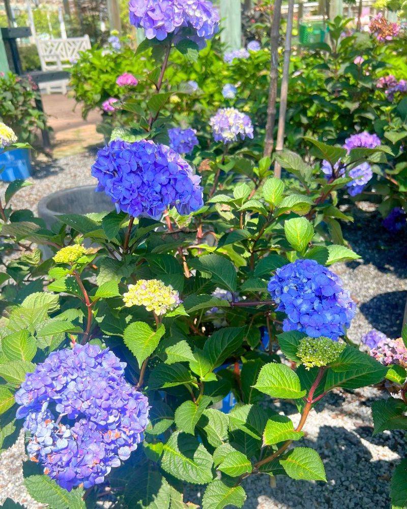 Skip A Late Blast Of Nitrogen Fertilizer Skip A Late Blast Of Nitrogen Fertilizer