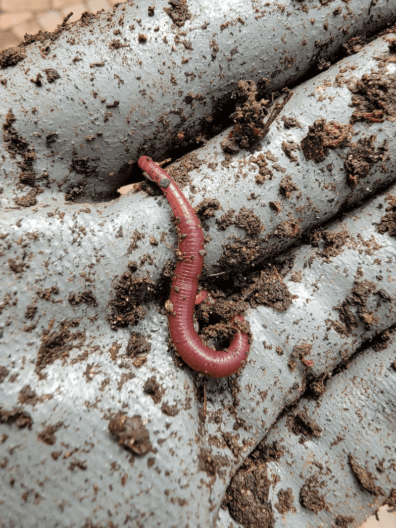 Skip Dumping Worms Into Bad Soil