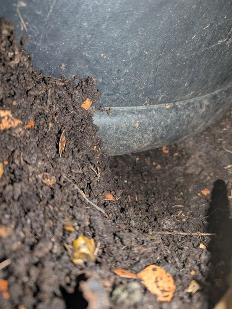 Skip Eggs In Rodent Prone Compost Piles Skip Eggs In Rodent Prone Compost Piles