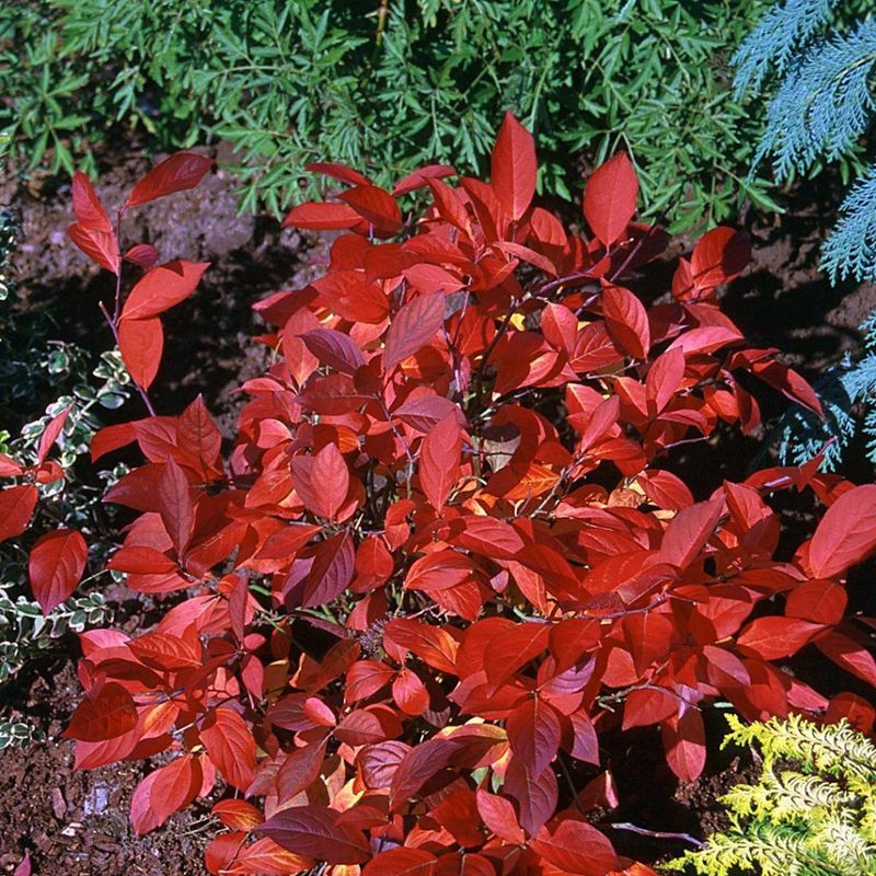 Skip Fall Pruning And Enjoy The Changing Foliage Skip Fall Pruning And Enjoy The Changing Foliage