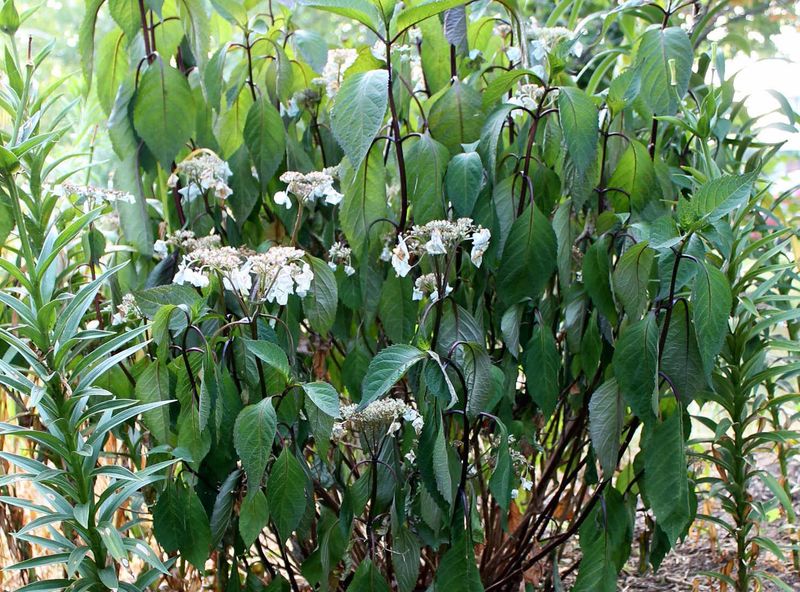 Skip Fertilizer During Peak Stress Skip Fertilizer During Peak Stress