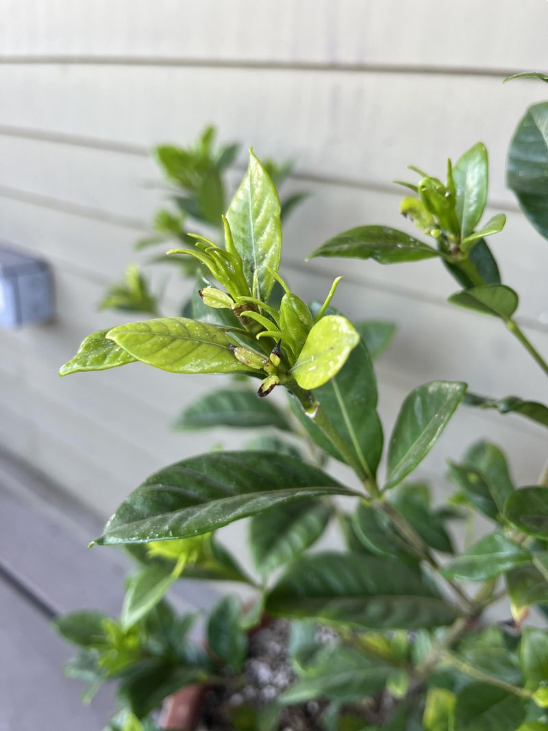 Skip Fertilizer Until New Growth Appears