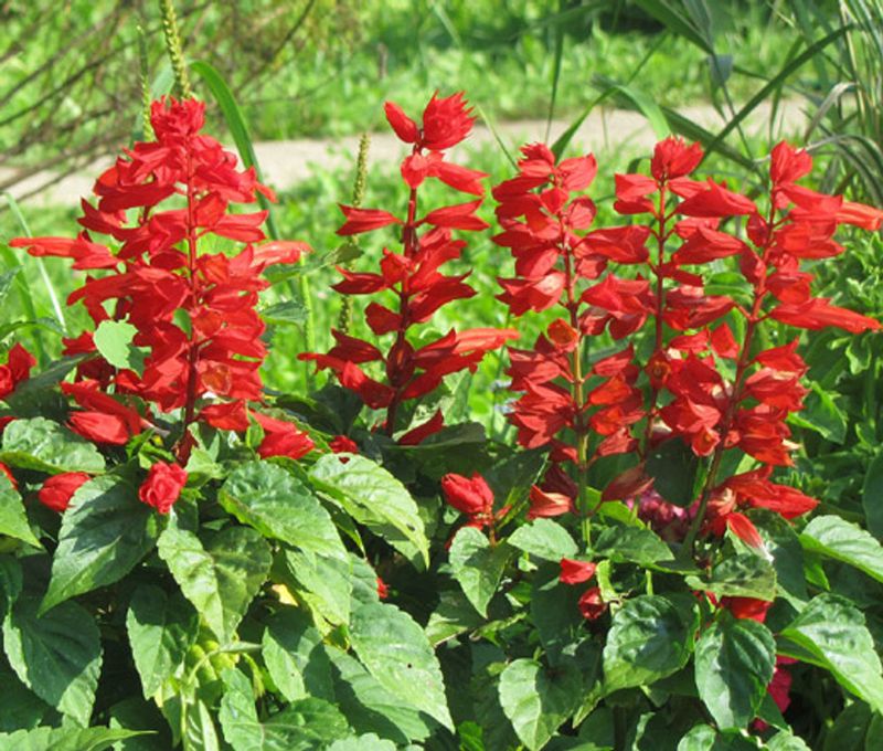 Skip Fertilizer While Soil Stays Saturated