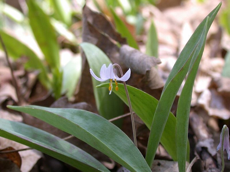 Skip Fertilizers That Disrupt Natural Soil