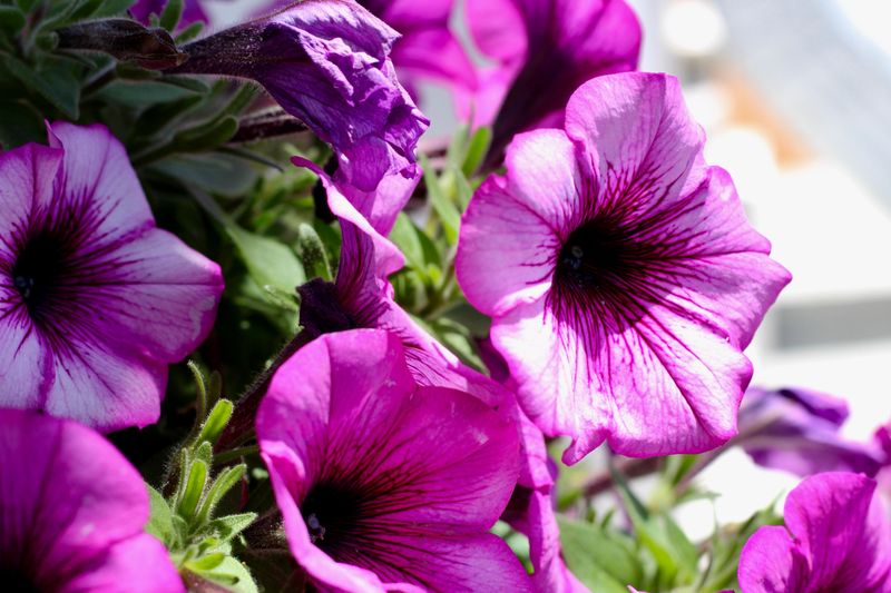 Skip Flower Removal For Weeks Skip Flower Removal For Weeks