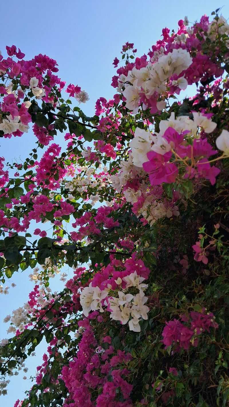 Skip Hard August Pruning Skip Hard August Pruning