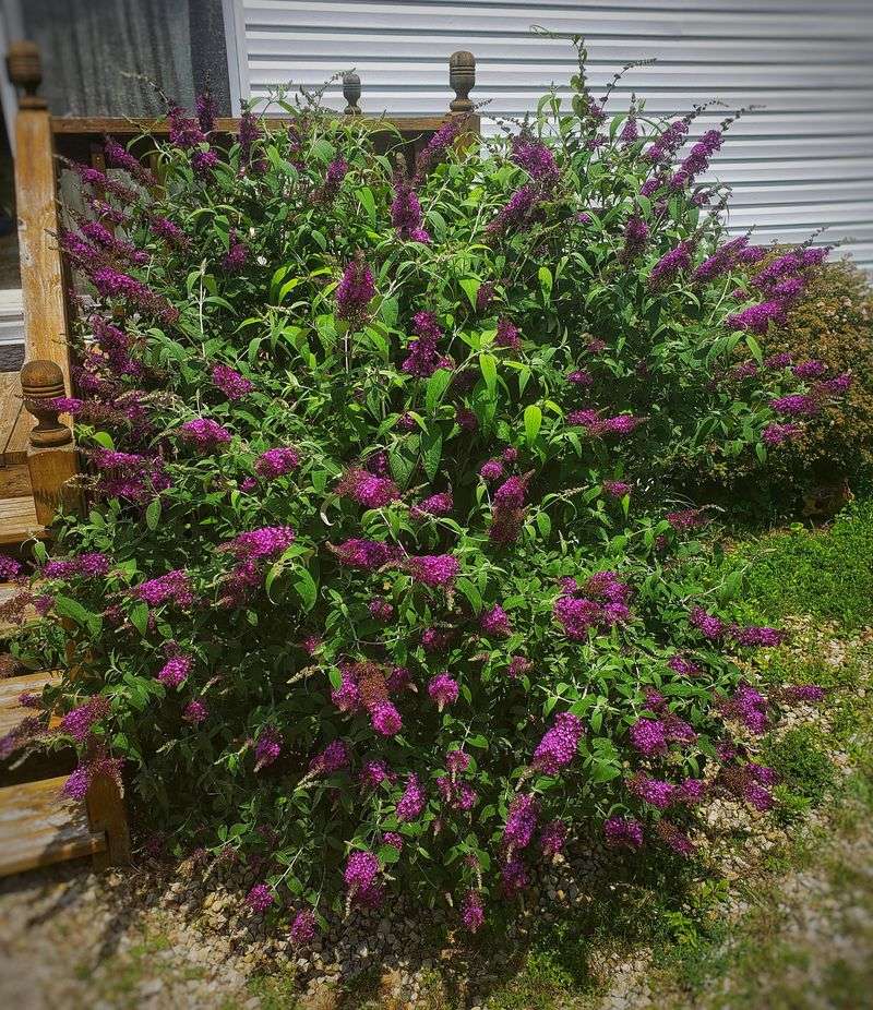 Skip Heavy August Pruning