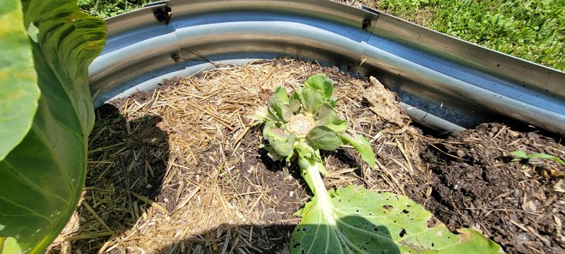 Skip Heavy Feeding During Heat Stress